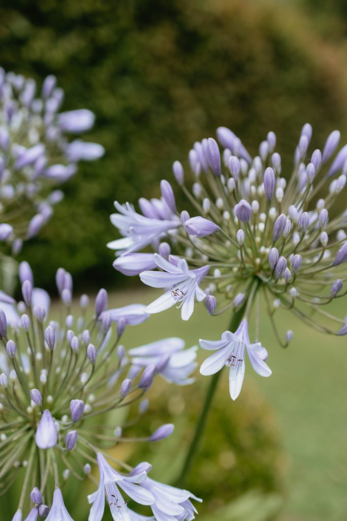 Focus sur une Agapanthe